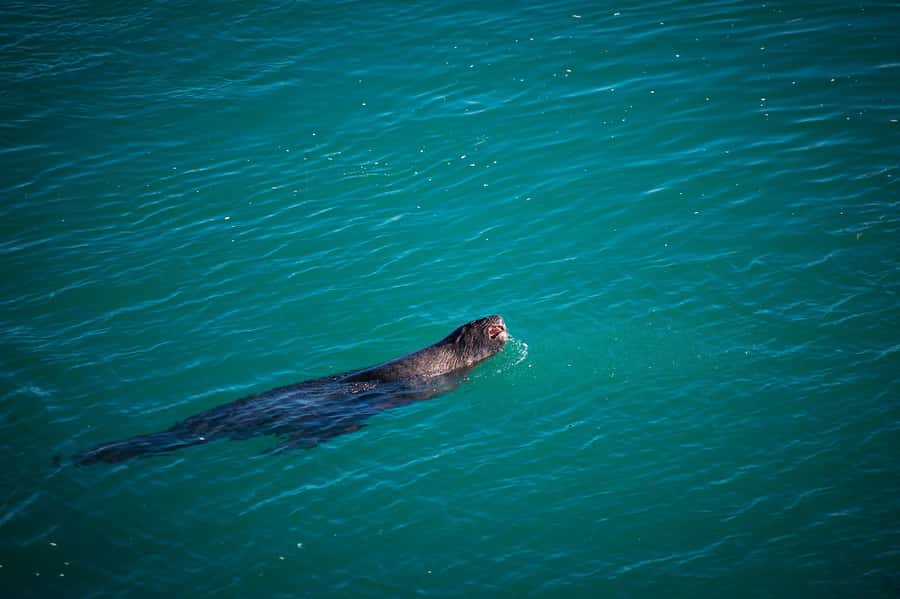 Dunedin: Monarch - One Hour Wildlife Cruise - New Zealand fur seals: breeding rookery chaos, up close