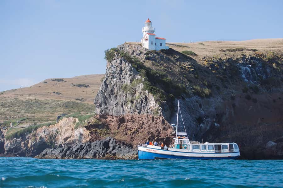 Dunedin: Monarch - One Hour Wildlife Cruise - Out toward the Pacific: seabirds, penguins, and dolphins (when the day delivers)