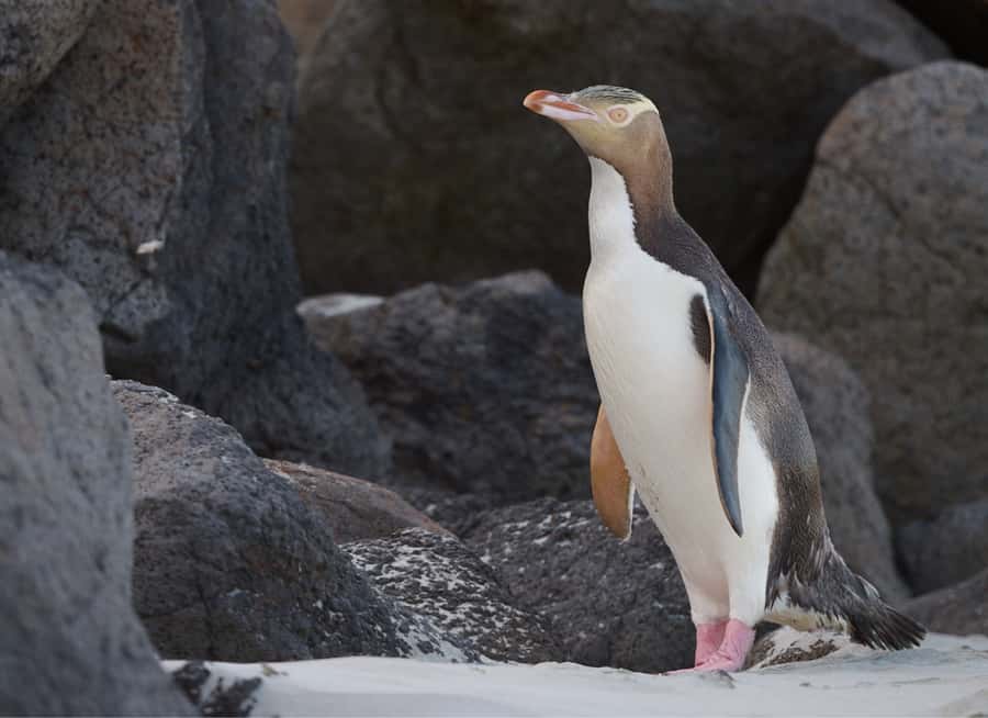 Dunedin: Otago Peninsula Clearwater Wildlife Tour - Clearwater Wildlife Tour key highlights
