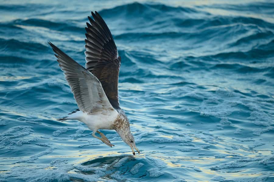 Dunedin: Otago Peninsula Clearwater Wildlife Tour - Price and value at $134 per person