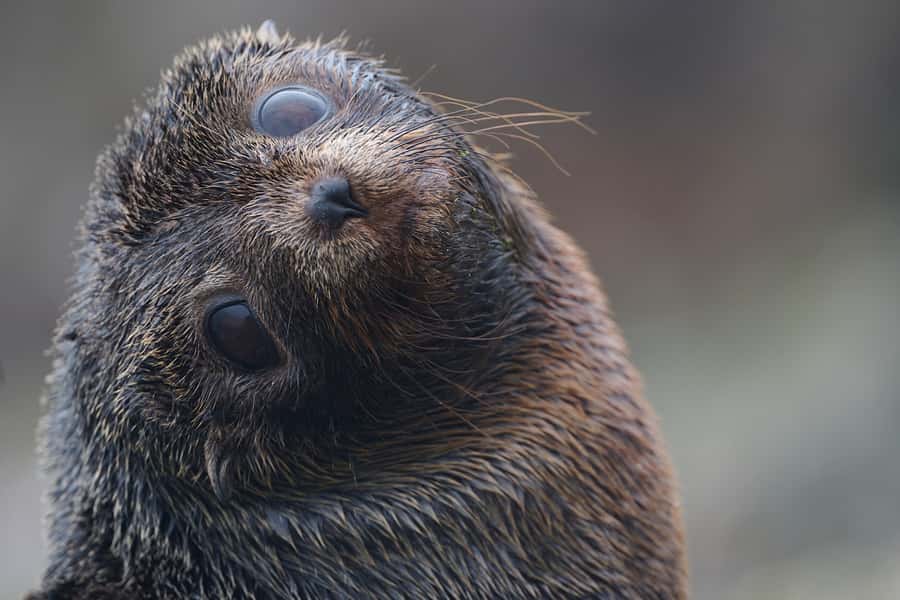 Dunedin: Otago Peninsula Clearwater Wildlife Tour - From The Octagon to Otago Peninsula viewpoints in a small group