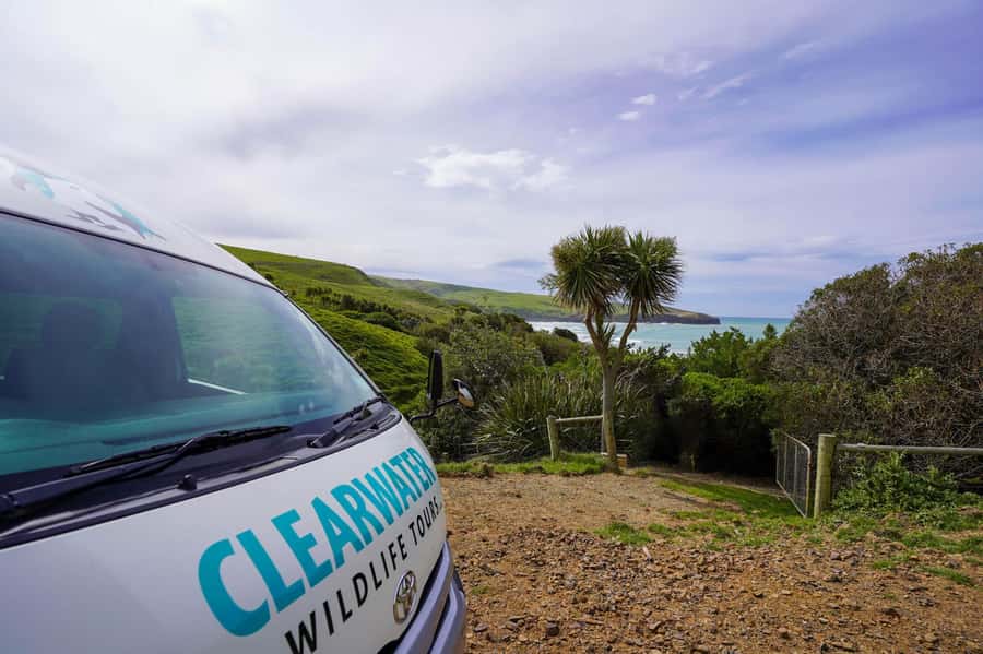 Dunedin: Otago Peninsula Clearwater Wildlife Tour - Seal colony viewpoints for fur seals and NZ sea lions