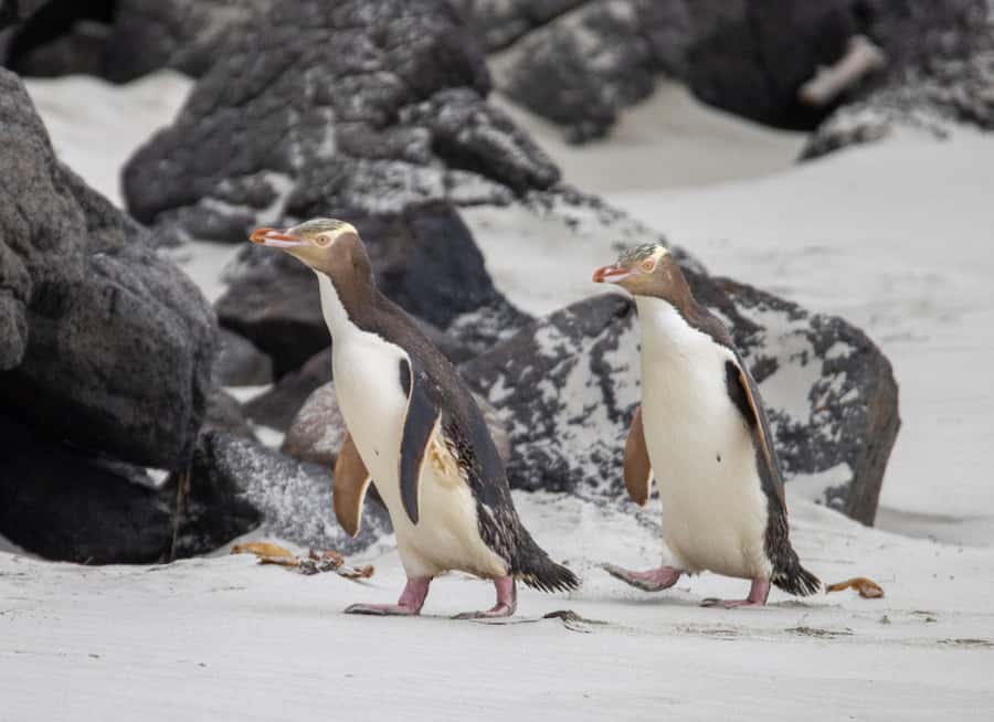 Dunedin: Otago Peninsula Clearwater Wildlife Tour - Conservation reserve hides: yellow-eyed penguins in the wild
