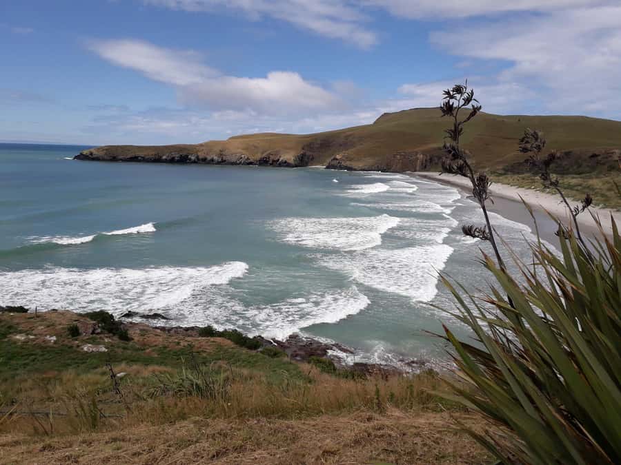 Dunedin: Otago Peninsula with Guided Penguin Reserve Tour - Price and value: is $191 per person a good deal?