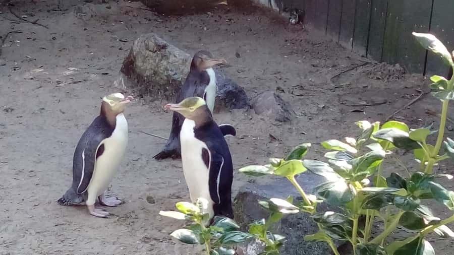 Dunedin: Otago Peninsula with Guided Penguin Reserve Tour - Dunedin and the Otago Peninsula, a tight 6-hour taste