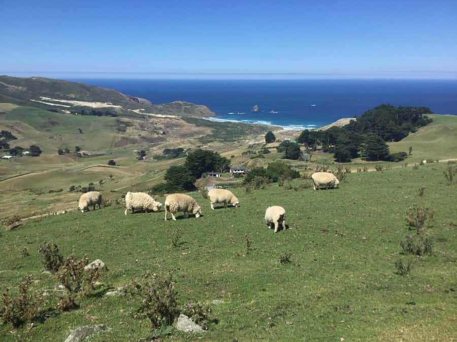Dunedin: Otago Peninsula with Guided Penguin Reserve Tour - Worlds steepest street and quick Dunedin bearings