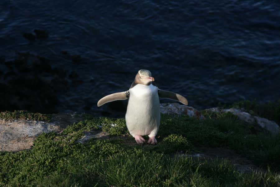Dunedin: Otago Peninsula with Guided Penguin Reserve Tour - Meeting at Port Chalmers and how the day really moves