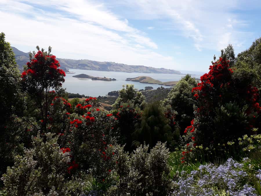 Dunedin: Peninsula with Lanarch Castle gardens & Olveston - The Otago Peninsula drive via Highcliff Road to Larnach Castle