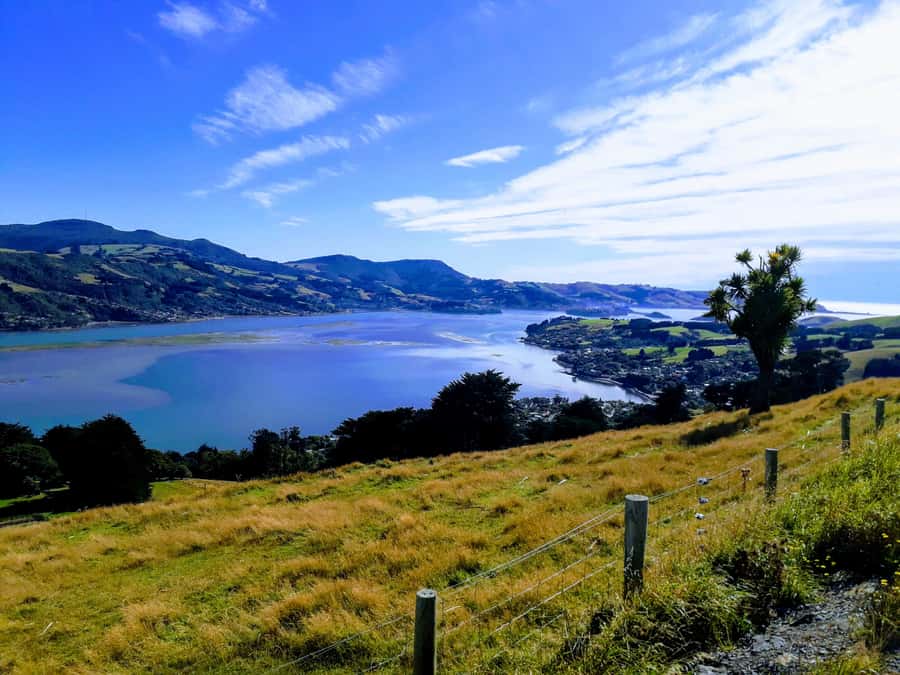 Dunedin: Peninsula with Lanarch Castle gardens & Olveston - Time, transport, and how not to feel rushed