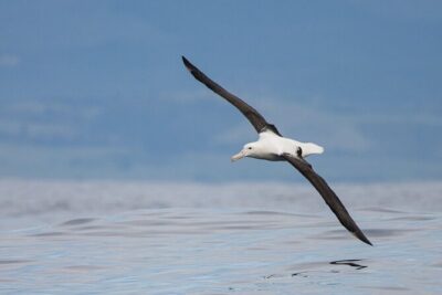 Dunedin Private Fullday Tour