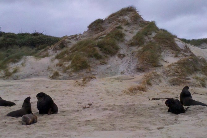 Dunedin Shore Excursion: Small-Group Tour of Dunedin and the Otago Peninsula - Key highlights you will feel on the day