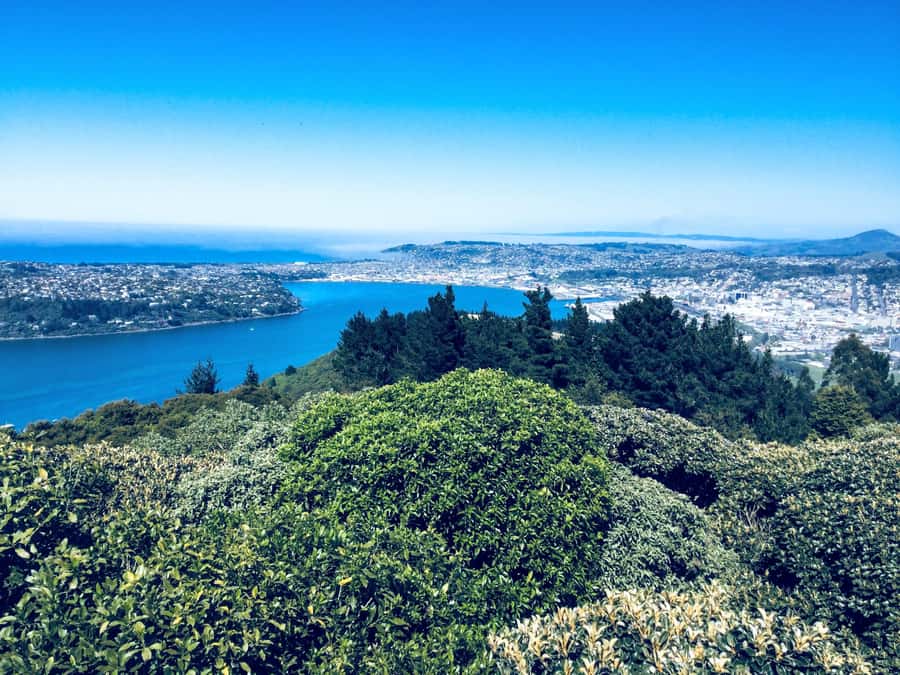 Dunedin: Small Group City Highlights Tour - Key Points at a Glance