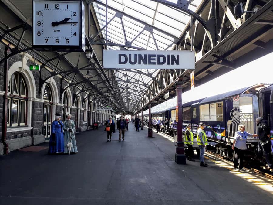 Dunedin: Small Group City Highlights Tour - Price and Value for Time-Poor Visitors
