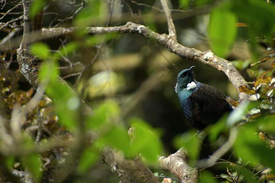 Dunedin: Wildlife and Penguin Tour - The OPERA eco-reserve concept, and why this tour feels different