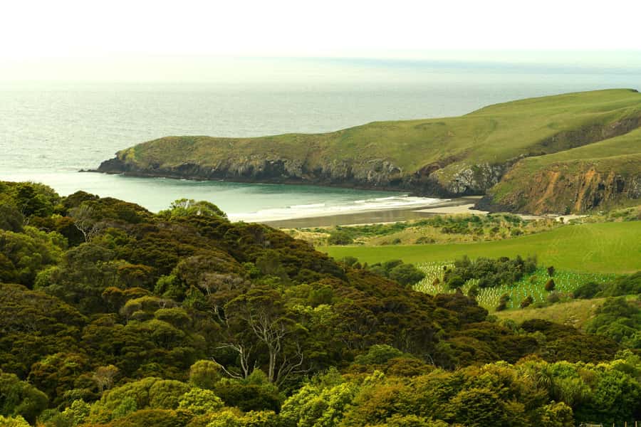 Dunedin: Wildlife and Penguin Tour - 4 to 6 highlights that are worth planning around