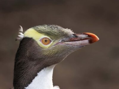 Wildlife and Penguin Tour