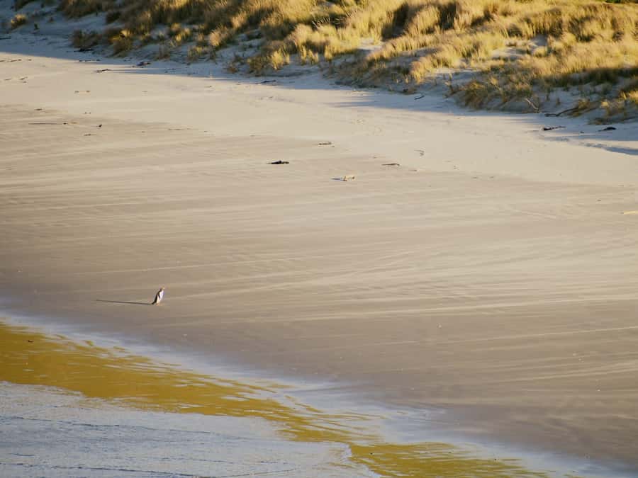 Dunedin: Wildlife and Penguin Tour - The Otago Peninsula walk: a short 2 km loop with big habitat payoff