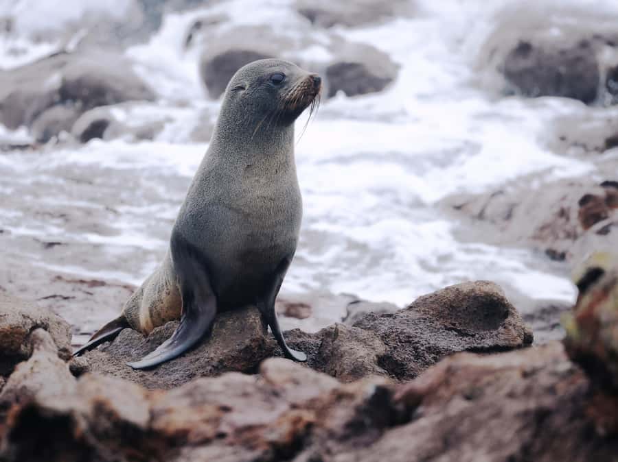 Dunedin: Wildlife and Penguin Tour - Guide quality is part of the product