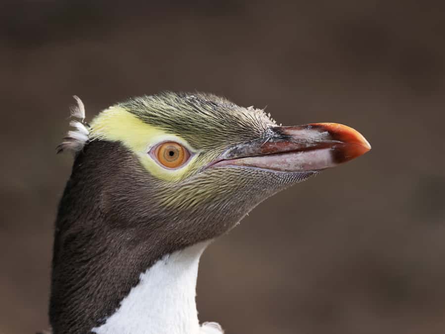 Dunedin: Wildlife and Penguin Tour - Arriving at 45 Pakihau Road, then getting your bearings fast