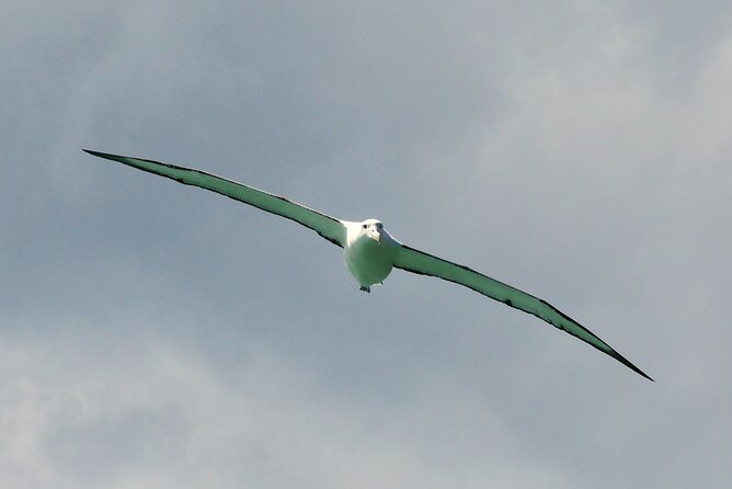 Dunedin Wildlife Cruise-Albatross, seals and harbour - What you actually get on board: binoculars, warm jackets, restrooms, and handy info sheets