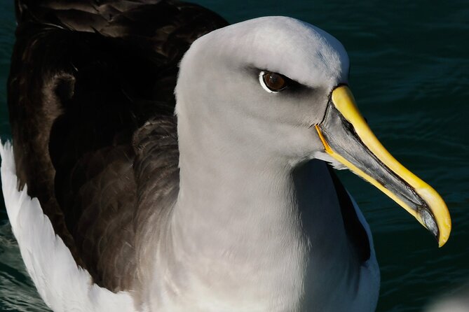 Dunedin Wildlife Cruise-Albatross, seals and harbour - Captain-led spotting and why the small boat works so well