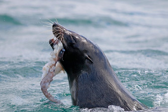 Dunedin Wildlife Cruise-Albatross, seals and harbour - Price and value: is $105.50 worth it?
