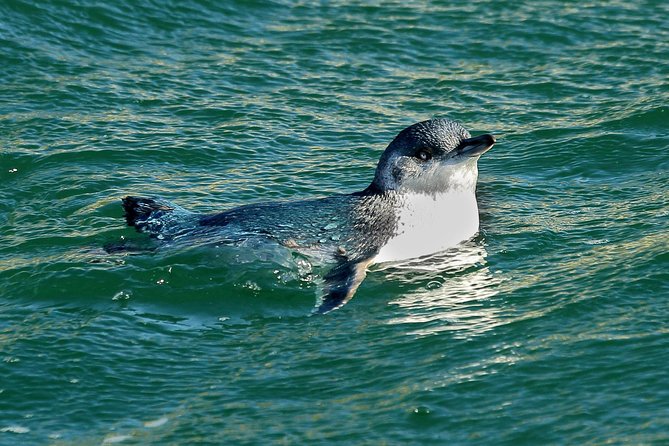 Dunedin Wildlife Cruise-Albatross, seals and harbour - Weather reality check: when wind changes the plan