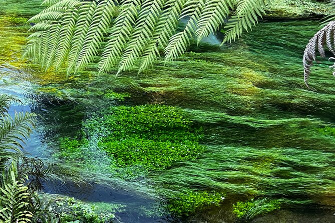 Ex Hamilton: TRIPLE DEAL Wai O Tapu, Redwood Forest & Blue Spring - Start at SkyCity Hamilton, Then Point North