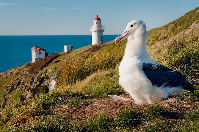 Explore Dunedin: Self-Guided Audio Tour Adventure - Toitū Otago Settlers Museum and the Chinese Garden: culture with breathing room
