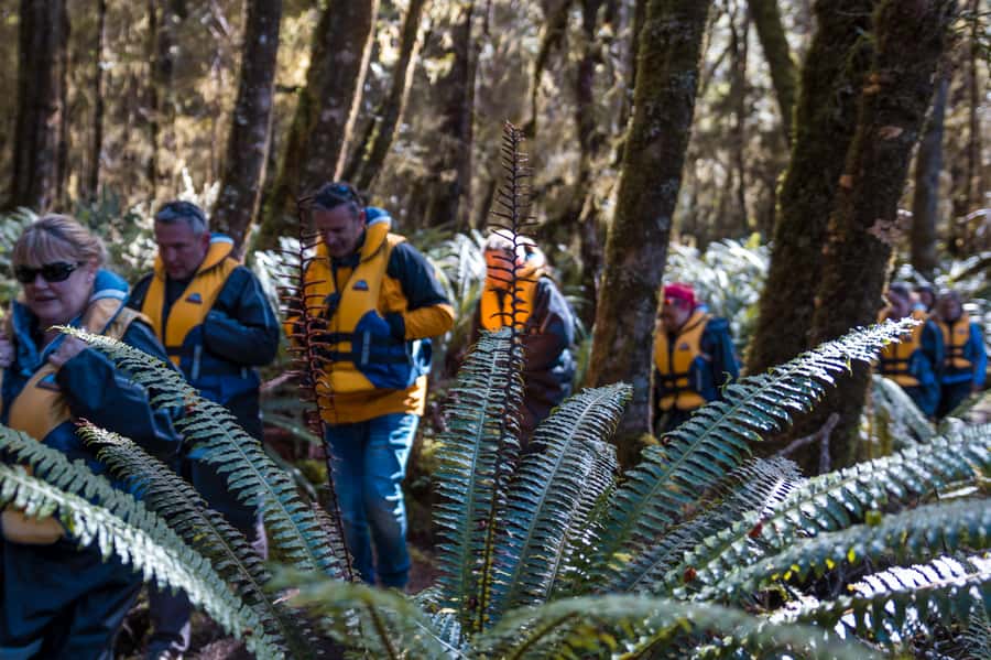 Fiordland: Jet Boat & Nature Walk Experience from Te Anau - Photos and weather: when rain changes the vibe
