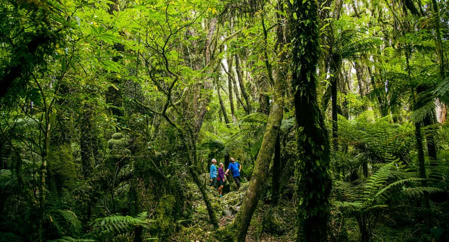 Fox Glacier: Half Day Walking & Nature Tour with Local Guide - Key highlights at a glance