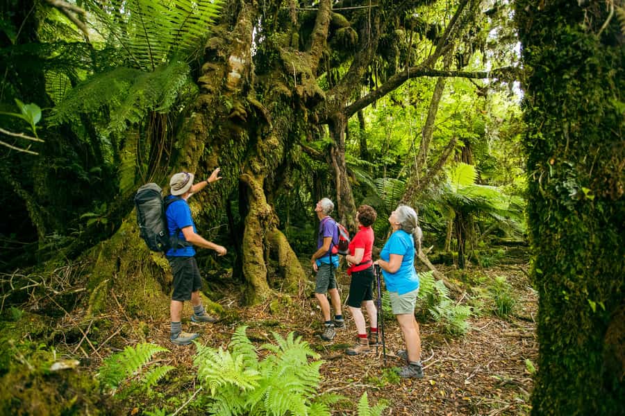 Fox Glacier: Half Day Walking & Nature Tour with Local Guide - Geothermal Talk and the Hand-Dip Moment