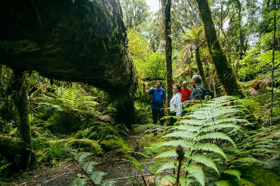 Fox Glacier: Half Day Walking & Nature Tour with Local Guide - The Tea and Cookie Break: Where the Tour Slows Down