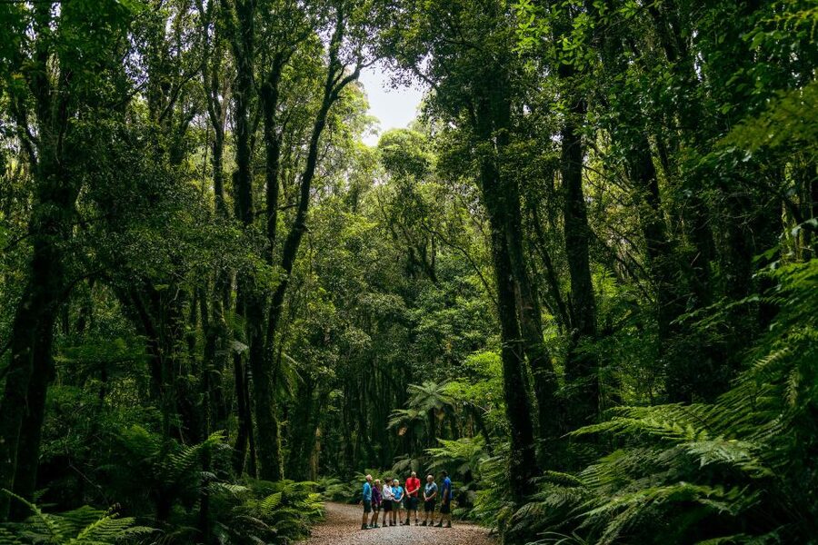 Fox Glacier: Half Day Walking & Nature Tour with Local Guide - Off-Track Opportunities, But Safety Comes First