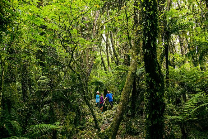 Fox Glacier Nature Tour - Quick Takeaways Before You Go
