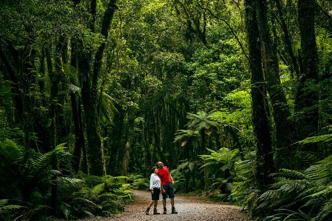 Fox Glacier Nature Tour - Why This Fox Glacier Walk Beats the Roadside View
