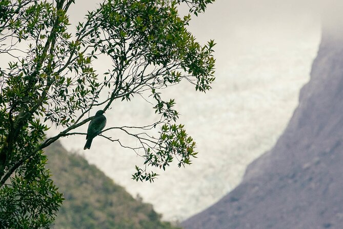 Fox Glacier Nature Tour - Viewpoints and Safety Rules: Why You Cannot See the Terminal Face