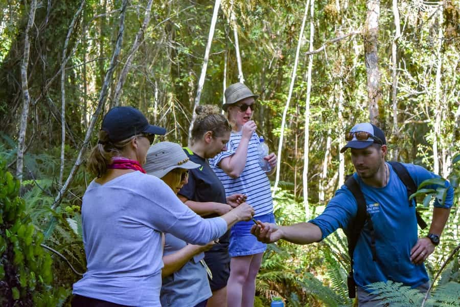 Franz Josef Glacier: 2.5-Hour Lake Mapourika Cruise and Walk - From Franz Josef to Lake Mapourika: The Simple Start That Matters
