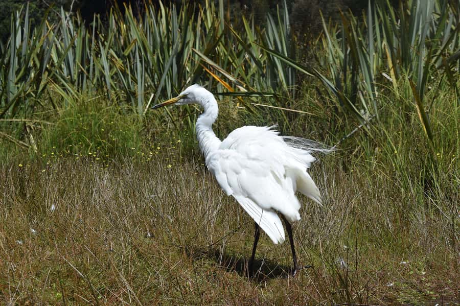 Franz Josef Glacier: 2-Hour Scenic Lake Mapourika Cruise - White Heron Feeding: How to Think About Luck on the Lake