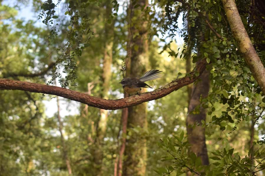 Franz Josef: Kayak & Walking Tour to Okarito Kiwi Sanctuary - Tea, hot drinks, and the free photos that actually help