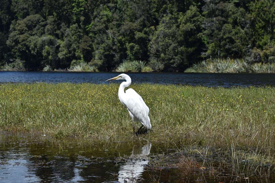 Franz Josef: Kayak & Walking Tour to Okarito Kiwi Sanctuary - Should you book this Franz Josef kayaking and kiwi sanctuary tour?