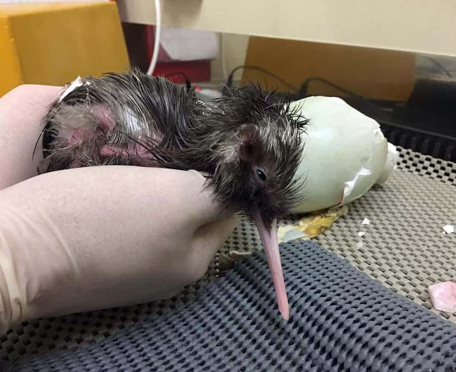 Franz Josef: Kiwi VIP Backstage Pass Tour -Booking Essential - West Coast Wildlife Centre in Franz Josef: an indoor conservation stop that makes sense