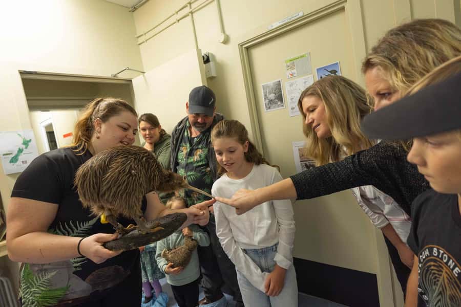 Franz Josef: Kiwi VIP Backstage Pass Tour -Booking Essential - Kiwi incubation and hatching: seeing the work behind the rare birds
