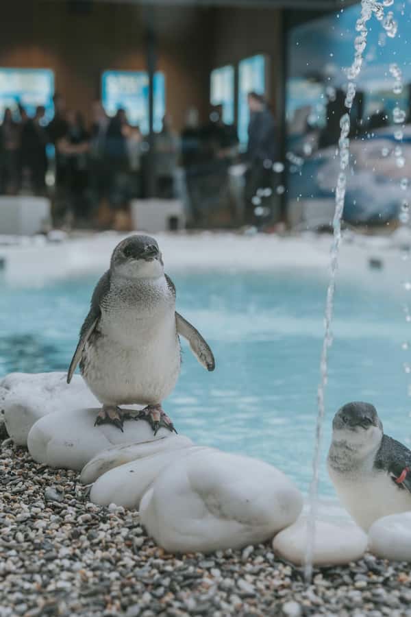 Franz Josef: West Coast Wildlife Centre Entry Ticket -48 hrs - Key highlights worth planning for