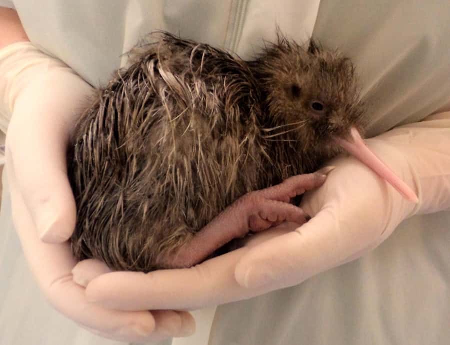 Franz Josef: West Coast Wildlife Centre Entry Ticket -48 hrs - VIP Backstage Pass: worth it only if you love the behind-the-scenes angle