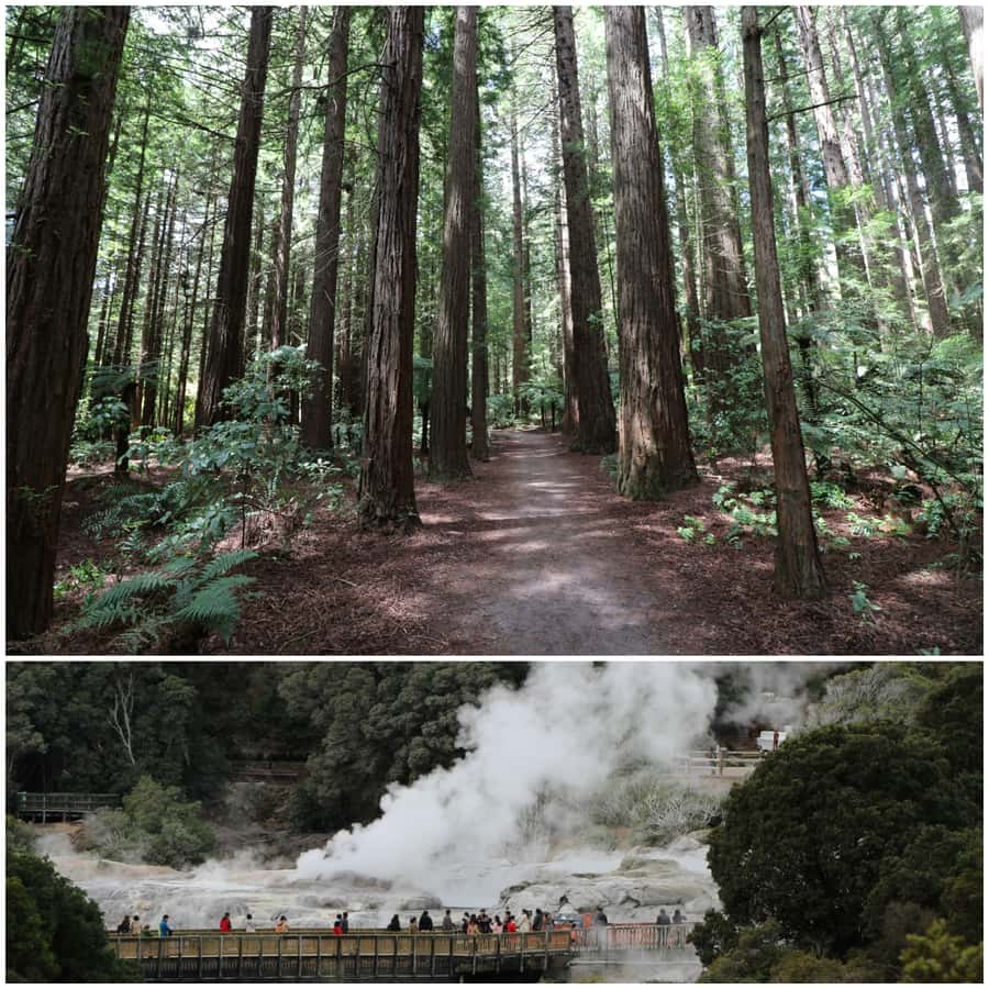 From Auckland: Day Trip to Rotorua with Optional extras - Key highlights worth marking on your map
