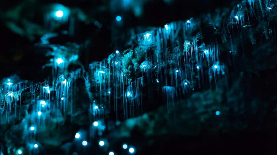 From Auckland: Day Trip to Waitomo Glow Worm Caves - The Quick Waitomo Homestead Stop For Snacks And Orientation