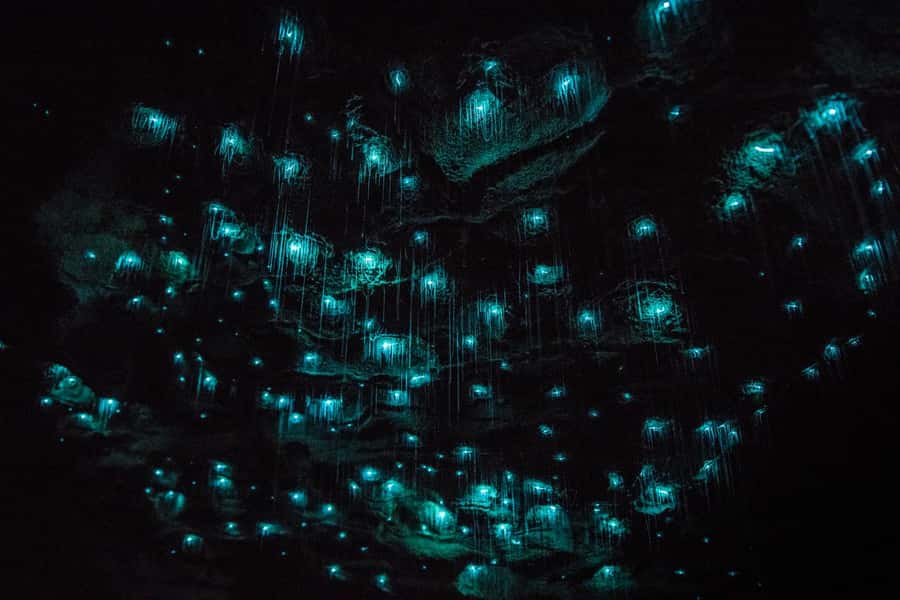 From Auckland: Day Trip to Waitomo Glow Worm Caves - Inside The Glowworm Cave: Guided Walk, Formations, And Titiwai