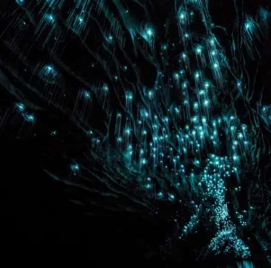 From Auckland: Day Trip to Waitomo Glow Worm Caves - The Boat Ride On The Waitomo River: Silent, Flat-Bottom, Starry Ceiling
