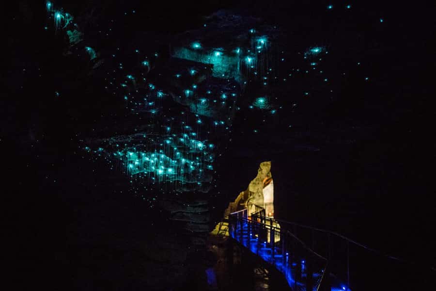 From Auckland: Day Trip to Waitomo Glow Worm Caves - Who This Tour Fits Best (And Who Might Reconsider)